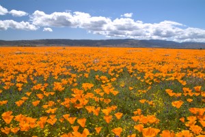 California poppies are a sign of spring in Northern California and Sacramento, where KDS Communications is located.